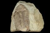 Phacops Logani Trilobite - Pennsylvania #188864-1